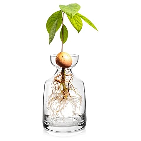 Yaoxianwu Glass Avocado Tree Flower Vases Cover