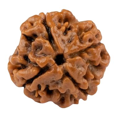 TRINETRA GEMS STONE Purest 4 Mukhi Rudraksha Holy Beads Superb Char Mukhi Rudraksha IGL Lab Certified Four Face Rudraksha Nepali Beads For Make Pendant Holy Beads For Men And Women