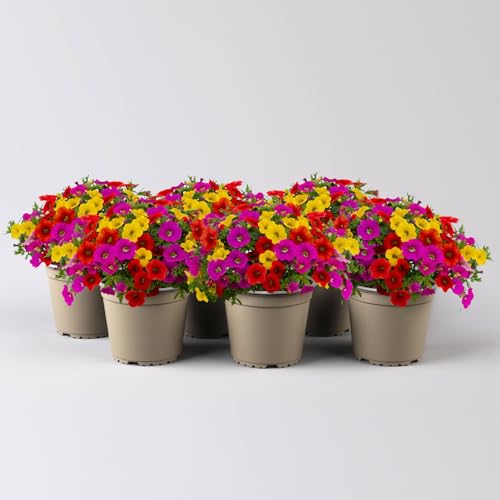 6er-Set Zauberglöckchen, Calibrachoa-Hybride 'Candy House' echte Pflanzen, orange-gelb-pink, im Topf je 12 cm