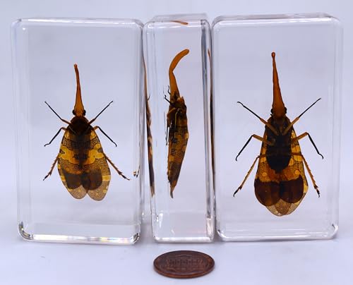 Image of 2.9 inch Real Lanternfly Cicada in Crystal Clear Lucite Resin Paperweight Specimen Preserved Pyrops Candelaria Insect Taxidermy Crafts Collection for Biology Science Education & Desk Display Supplies