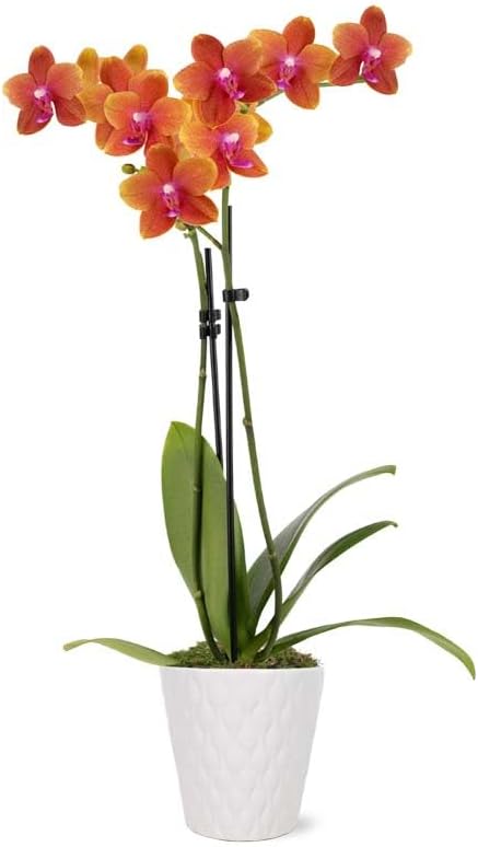 From You Flowers - Sweet as a Peach Orchid Plant for Mother's Day, Birthday, Anniversary, Get Well or Celebration