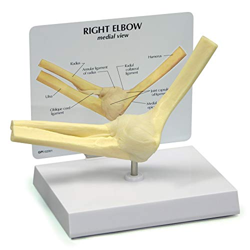 GPI Anatomicals - Basic Elbow Model, Replica of Right Elbow Joint for Human Anatomy and Physiology Education, Anatomy Model for Doctor's Offices and Classrooms, Medical Learning Resources