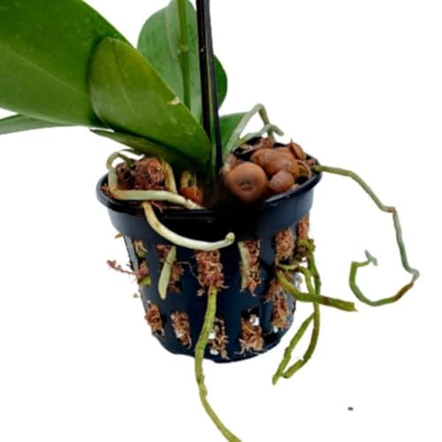 Kit 10 Vasos Vazados Plantas Pote 15 Musgo Pinus Haste