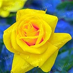 Blumensamen Seltene Einjährige Blumen | Manufactum