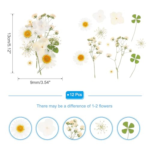 Flores Secas Prensadas PATIKIL Pack de 10 Pcs Blanco miniatura 2