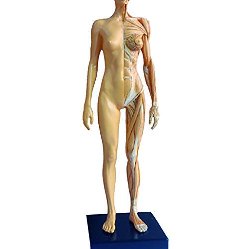 Modèle d'enseignement, modèle de figure d'anatomie féminine-modèle de peinture anatomique de squelette humain-matériau PU modèle d'os musculaire anatomique humain-pour l'étude de dessin d'artiste médi