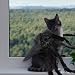 HONMOK Spinnen Kostüm Hund Spinne Hundekostüm Spinnenkostüm Haustier Spinnekostüm Katze Gruselige Spider Kostüm Halloween Horror Cosplay Zubehör für Hund Katze Haustier Fasching Karneval (M Size)