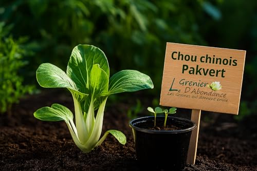 100 graines à semer - Le Grenier d'Abondance - Chou chinois Pakvert - Brassica rapa