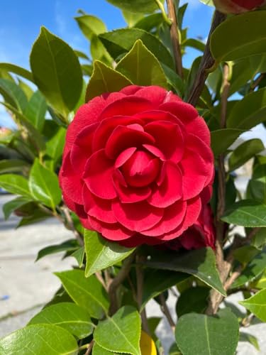 Pianta di Camellia japonica, vaso 16 Cm - Arbusto sempreverde
