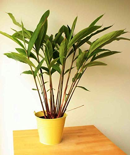 UGANIO PLANT Live Badi Elaichi Black Cardamom Plant - Darjeeling Variety-image-5