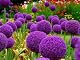 Allium-Zwiebeln Bloom Green Co. 200 Stück im Beutel Riesen Allium