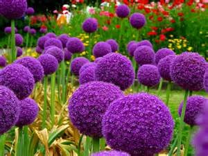 . 50pcs / Bag Giant Allium Giganteum Cipolla Bonsai Bella Plan Flower Viola Garden of Fiori Flowers Oil Plants Vase: Mix-50: Only Seeds