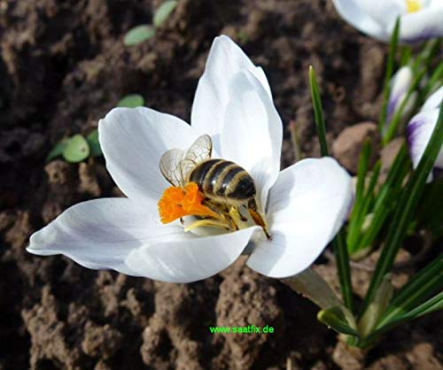 210 Blumenzwiebeln Mischung Krokus Winterling Scilla Augen und Bienenweide