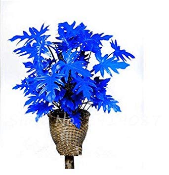 Nouvelles graines mélangées de graines de Philodendron, couleur parfaite, plantes d'intérieur, anti-radiations, absorbe la poussière, graines d'arbres, bonsaï de jardin Paquet de 500 graines