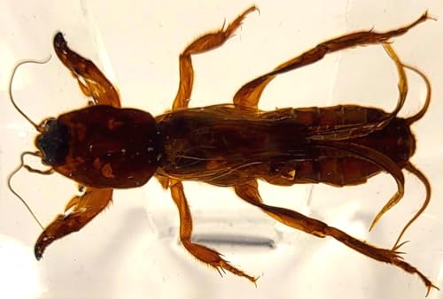 Image of 44mm Real Mole Cricket in Crystal Clear Lucite Resin Specimen Preserved Animal Insect Bug Taxidermy Crafts Collection for Biology Science Education & Desk Ornament Display Supplies Small Paperweight