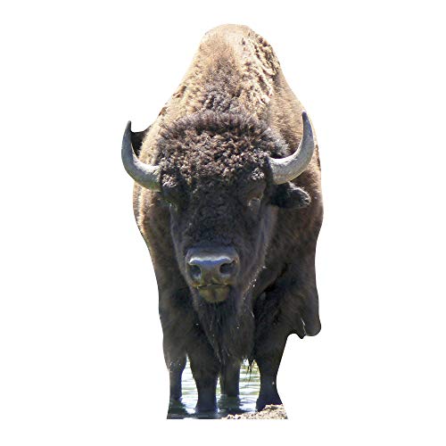 Star Cutouts - Stsc59 - Figurine Géante - Bison - 180 Cm