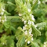 Combina con cualquier decoración del hogar, lo que lo convierte en una buena opción para decorar cocinas, salas de estar, exteriores y más.