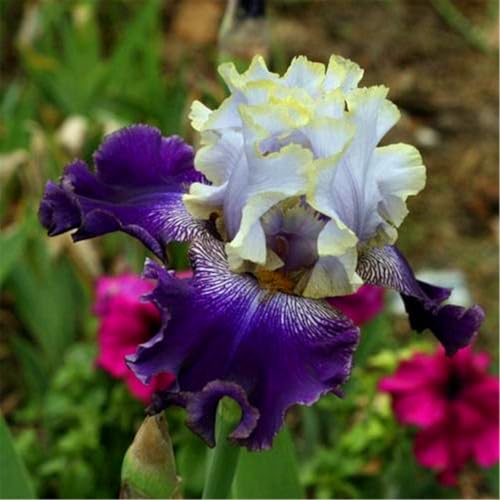 Bulbos de iris/iris reticulata/Se puede plantar en cuatro estaciones para crear un hermoso jardín.-4Bulbos-E