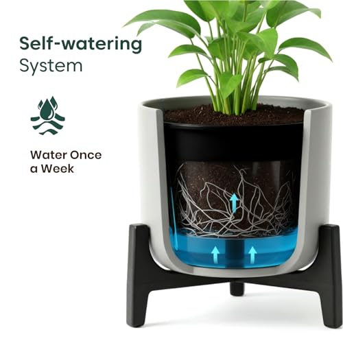 Image of Kyari Peace Lily Live Plant with Dark Grey Self Watering Pot 4 Inch - Peace Lily Indoor Live Plant with Pot for Home, Living Room, Bedroom, Office - Flowering Air Purifying Indoor Plant