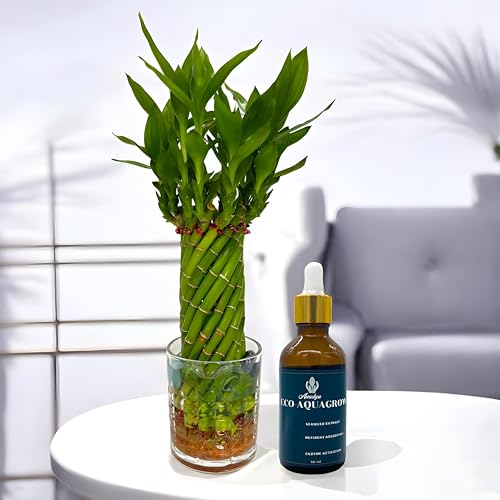 Image of Amulya FARMS & NURSERY Bamboo Wheel in Glass Pot and 50ML Organic Fertiliser| Lucky Plants for Home decoration | Indoor plants for Living Room, Home, Office, Table Top | Feng Shui Plant with Pots