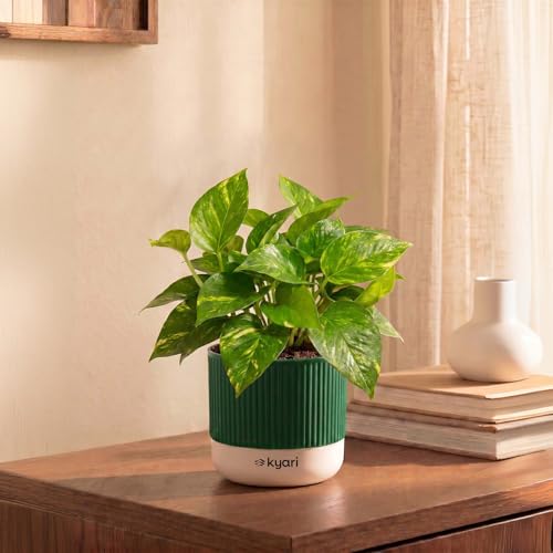 Image of Kyari Good Luck Money Variegated Live Plant with Green Self Watering Pot 4 Inch - Indoor Live Plant with Pot for Home, Living Room - Lucky Vastu Air Purifying Plant
