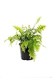 American Plant Exchange Macho Giant Sword Fern Plant – 6-Inch Pot – Live Hardy Air Purifying Fern, Medium Size Indoor/Outdoor Greenery for Home, Patio, or Garden Decor
