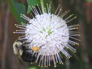 50 Buttonbush/HONEYBALL Cephalanthus Occidentalis Flower Bush Shrub Seeds - Thumbnail 3