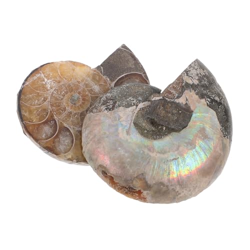 BUGUUYO Mmonite Models for Boys and Girls Educational Ammonite Model Slice Adornment Natural Ammonite Conch Jewelry