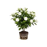 Grand Duke of Tuscany Jasmine Plants Live, Arabian Jasmine Plant Indoor, Fragrant Jasmines Flowers 4 to 7 Inch