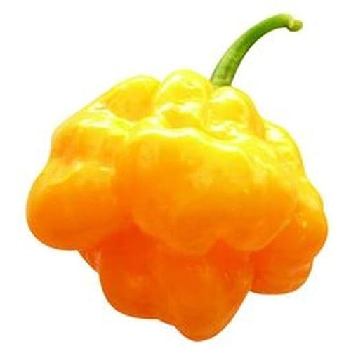 Scotch Bonnet Hot Pepper Seeds (Yellow Strain 6) (45 Seeds)