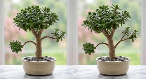 Image of Healthy Live Jade Plant | Crassula Ovata Succulent with Pot | Lucky Indoor Money Plant | Bonsai Style Air Purifying Plant for Home Decor, Office Desk & Garden
