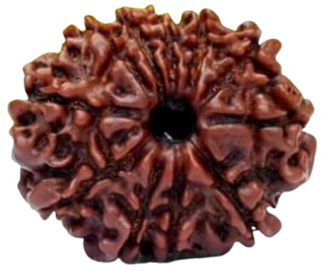 BluDiamond 11 Mukhi Nepal Rudraksha Original Certified Real 11 Face Rudraksha With Caping Precious Rudraksha Eleven Face 22mm Oval Gyarah Mukhi Rudraksha Bead ग्यारह मुखी रुद्राक्ष for Mala Pendent 11 मुखी रुद्राक्ष Prayer Beeds Blessing Hanuman Ji-image-5