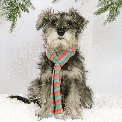 Charity Christmas Cards Box of 20 - Festive Driving Dogs - 10 Cards Each of 2 Designs - Made in the UK - Eco-Friendly - Image 3