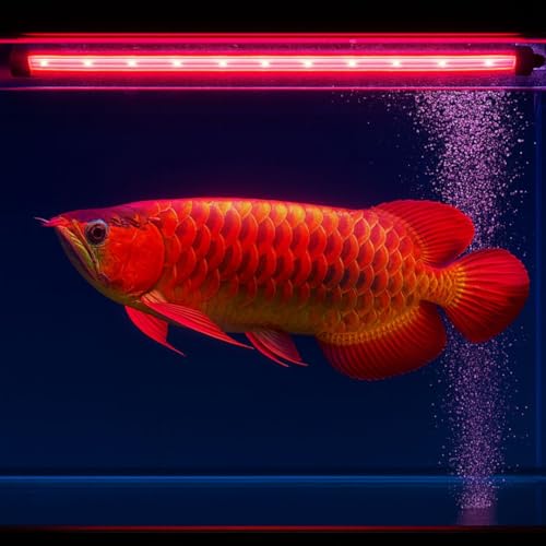 Image of VAYINATO Solar Colour Booster Aquarium LED Light - Tanning Pro Fish Color Enhancing Lamp | Professional Aquarium Lighting for Arowana, Channas, Cichlids, Flowerhorn (L-80 (Suitable for 80 Cm Tank))