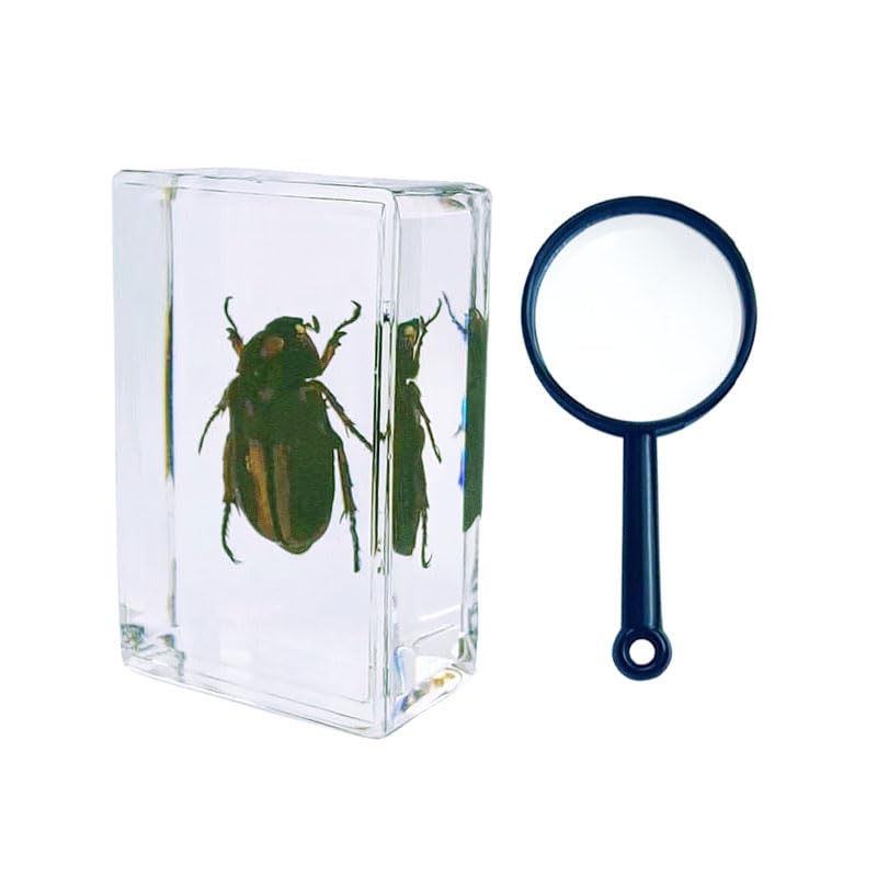 Taanfu Insect in Resin Bug Preserved Specimen Collection Paperweights Resin Insects Specimen for Office Men Women Biology Science Teacher Education Bug Supplies with Magnifier (zong Jing GUI)