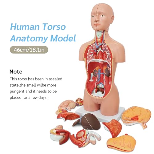 Image of JNMFTD Human Torso Anatomy Model 17 inch, 16 Part Dual-Sex Body Removable Model with Heart Brain Visceral Organ Muscular Layers Vessels Nerves Include Product Manual Card for Medical Scientific Education