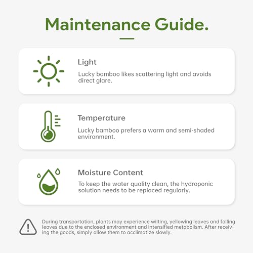 3 Stalks Lucky Bamboo Plants Indoor Live - Multi-Height Set (2x4 & 1x6) for Good Luck & Prosperity - Easy Care Houseplant, Home Office Decor Gift Ready - Thumbnail 6