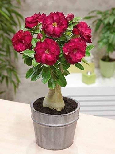 Cloud Farm Air Layered Adenium/Desert Roses Live Flower Plant CF_1507 (B0B9ZMV7MQ) Amazon Price History, Amazon Price Tracker