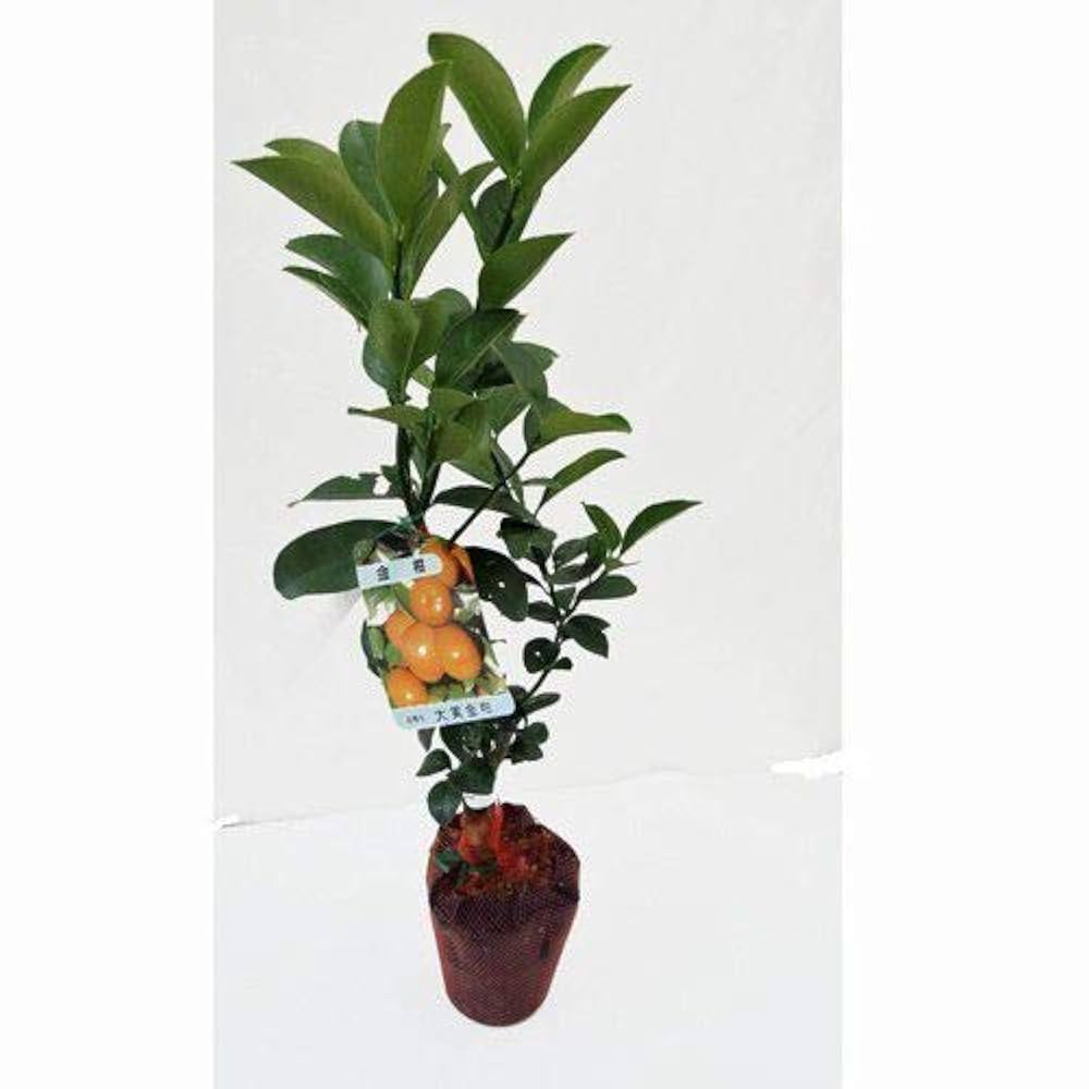 寧波金柑(ニンポウキンカン)　【たまたま金柑】苗木 楽天市場】金柑 『 寧波金柑 （ ニンポウキンカン ） 』 15cm