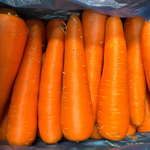 �ɂ񂶂� ���Y�G�i 5kg/10kg �l�Q �j���W�� ��� (�l�Q5�L��)