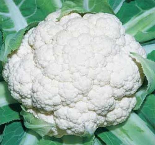 50 SEMI DI CAVOLFIORE NAPOLETANO GENNARESE