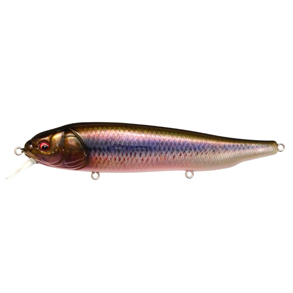 Amazon.com : Megabass Lates FeedingWoofer FA Kawamutsu