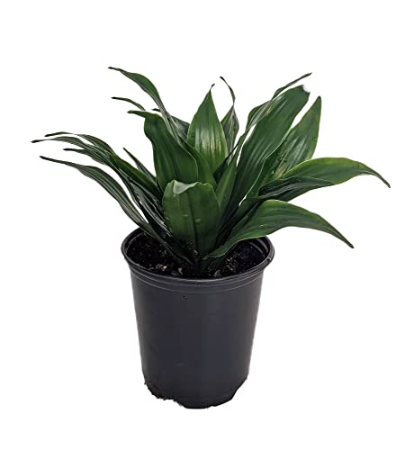 Green Jewel Madagascar Dragon Tree- Dracaena - 3" Pot #TOP16