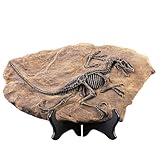 siqiaole Dinosaur Fossil Statue | Simulated Dinosaur Skeleton | Resin T-Rex Skull Archaeological Material | Bookshelf Desktop Garden Dinosaur Bone Decoration
