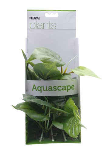 Fluval Anubias Plant for Aquarium, 8-Inch