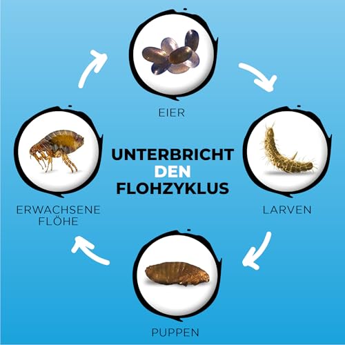 BUDDY'S Best 50ml Spot On Flohmittel Hund Bei Befall - Floh Zeckenschutz Hund - Flöhe Hund - Zeckenmittel Für Hunde - Spot on Hund Anti Floh Hund