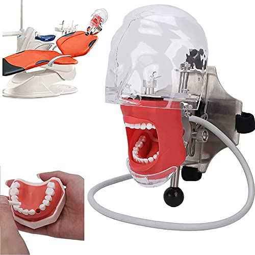 GTHTUHFD Modelo Dental, Simulador Dental,...