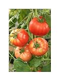 Seeds & Plants Shop by Ipsa