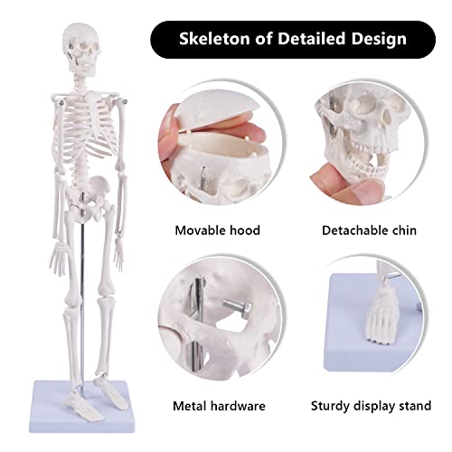 Image of NLShan Human Skeleton Model for Anatomy: Scientific Model with Movable Arms, Legs & Display Stand - 17 inch Mini Human Skeleton Model for Study and Display