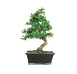 Brussel's Live Fukien Tea Indoor Bonsai Tree - 6 Years Old; 6' to 10' Tall with Decorative Container